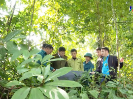 Bảo vệ và phát triển rừng